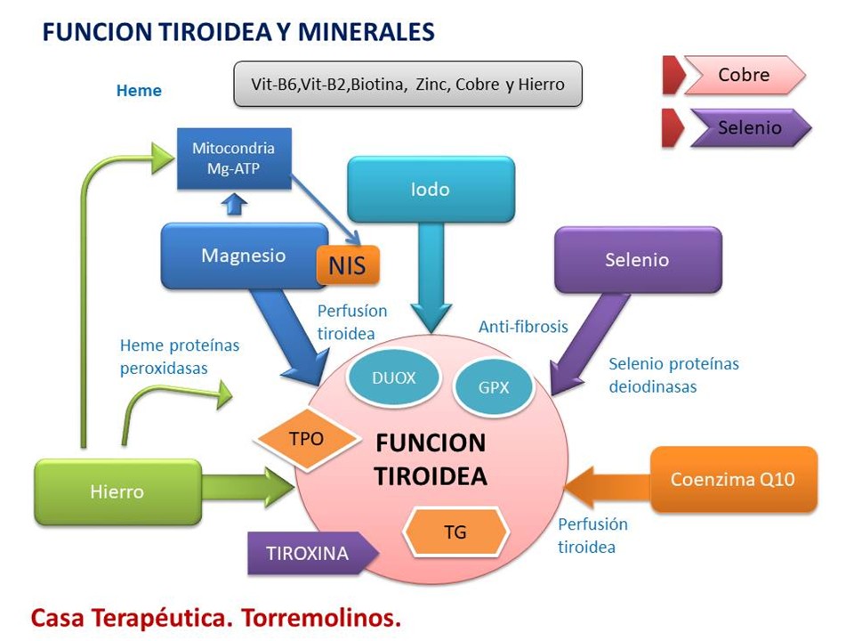 Minerales  y Función&nbsp;Tiroidea