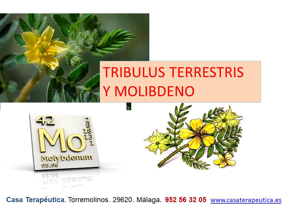 Tribulus y Molibdeno